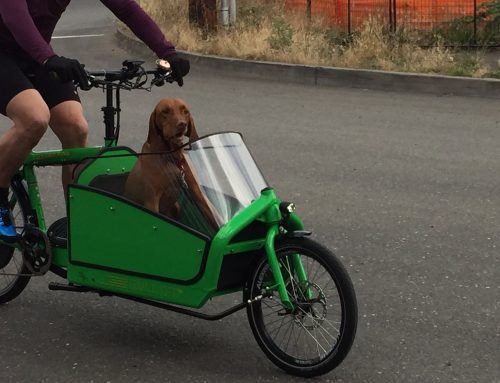 Why Choosing an Electric Cargo Bike Is a Game-Changer for Dog Owners